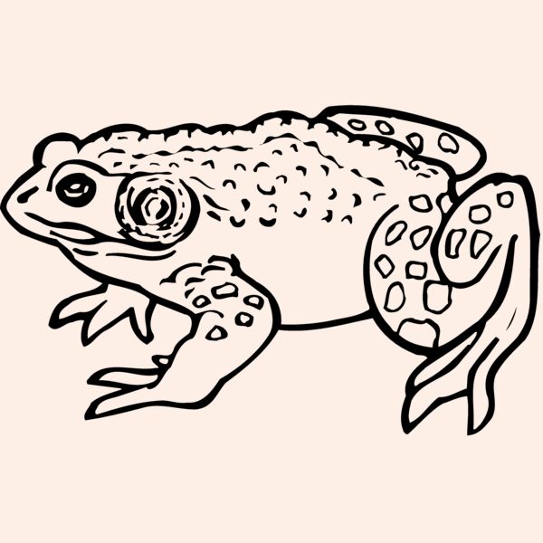 FROG02 Thumbnail