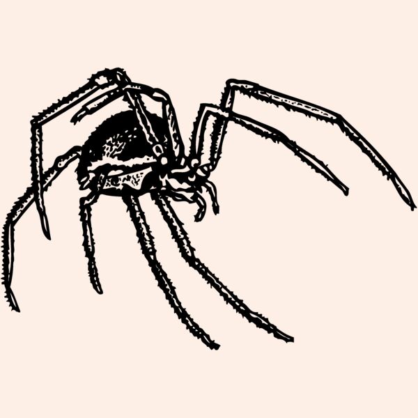 SPIDER01 Thumbnail